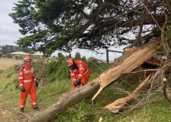 HAZARDOUS TREE REMOVAL UNDERWAY